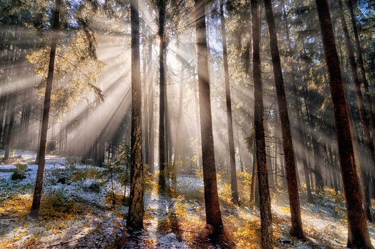 Sunlight streaming through trees in the forest