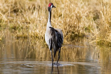 Kranich im Naturschutzgebiet Blankenfelde in Berlin 
