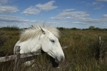 Cavallo razza Camargue