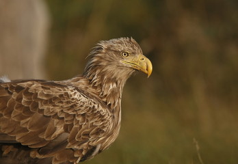 Ritratto di aquila di mare