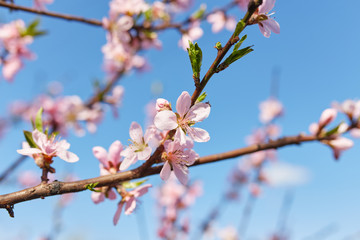 White sakura flower blossoming as natural background