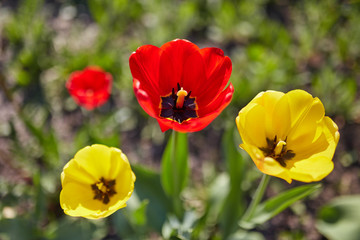 Colorful tulip flower, Tulip flower and green leaves background with sunlight.