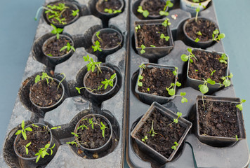 new beginning spring sprouts