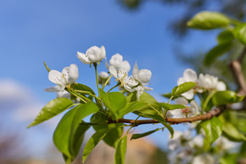 Branch of a blossoming tree with white flowers