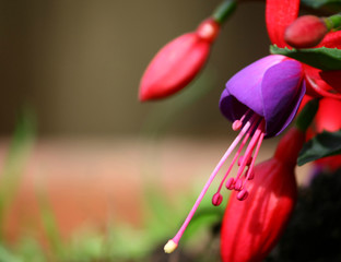 'fucsia in fiore'