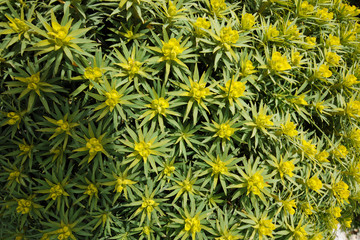 dendroides, the Tree spurge,