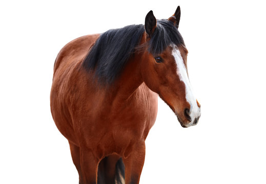Portrait of Bay horse on a white background
