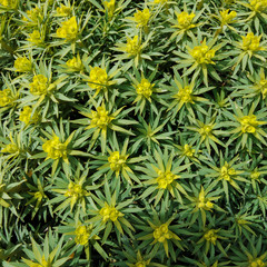 dendroides, the Tree spurge,