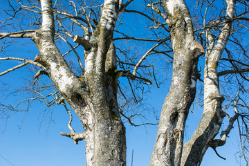 Obraz premium Alte Birke vor blauem Himmel