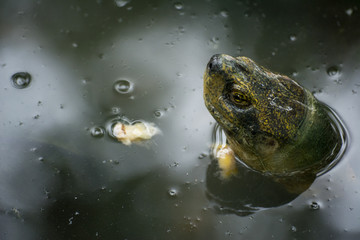 Obraz premium The head of turtle (dark background)