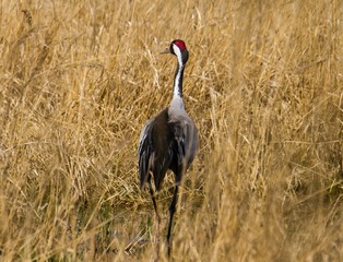 Kranich im Naturschutzgebiet Blankenfelde in Berlin 