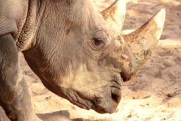 Rhinocéros
