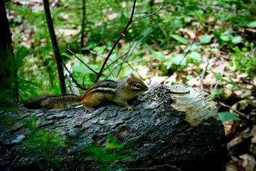 Chipmunk on a Log in the Woods