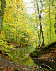 trees in fall colors