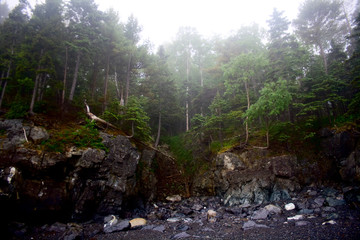 Craggy Rocky Shoreline in Maine with Fog and Trees