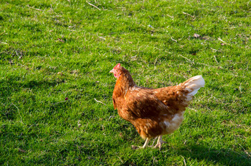 Hen in the field