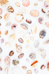 Ocean pattern. Ocean shells isolated on white background. Flat lay. Top view. 