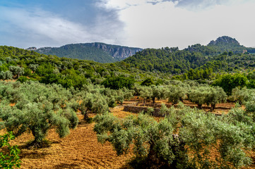 Olive grove on mallorca - 141764014