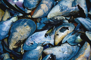 Mussels on Shoreline in Bar Harbor Maine