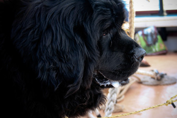 Face of Black Newfoundland Sailing Dog