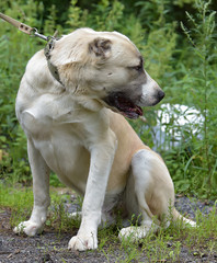 Central Asian Shepherd Dog Laying on grass