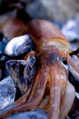 Detail of a Squid Washed Up on Rocky Shore