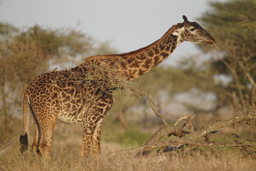 Giraffa