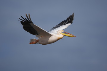 Pellicano bianco