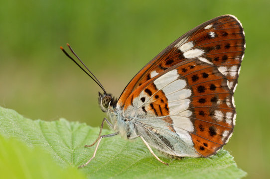 Limenitis camilla, Ticino Park, Piedmont, Italy