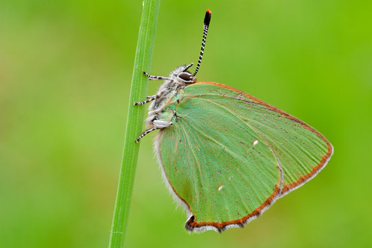 Callophrys rubi, Casareggio, Liguria, Italy