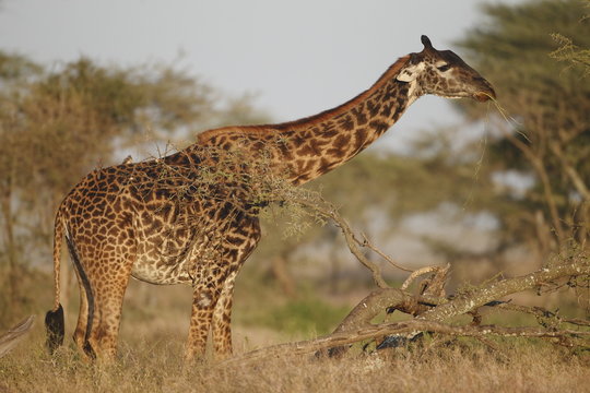 Giraffa