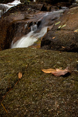 Leaves and Rocks Near Small Waterfall in Acadia National Park