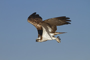 Falco pescatore