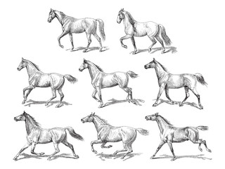 Horse collection / vintage illustration 