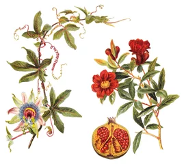 links: Blaue Passionsblume (Passiflora caerulea) und rechts: Granatapfel (Punica granatum) / Vintage Illustration © Hein Nouwens