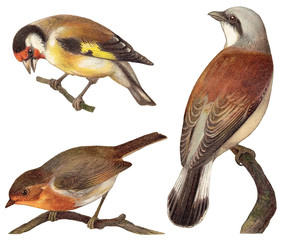 Bird collection - Goldfinch (Carduelis elegans), European Robin (Erithacus rubecula), Red backed Shrike (Lanius collurio) / vintage illustration © Hein Nouwens