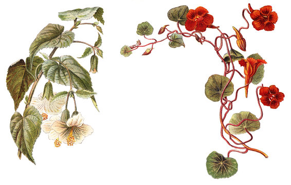 Abutilon (left) and Tropaeolum or Nasturtium (right) / vintage illustration 