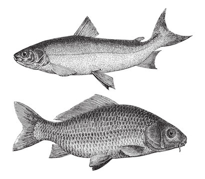 Maraene (Coregonus maraena) above and Common carp (Cyprinus carpio) under / vintage illustration 