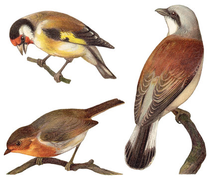Bird collection - Goldfinch (Carduelis elegans), European Robin (Erithacus rubecula), Red backed Shrike (Lanius collurio) / vintage illustration