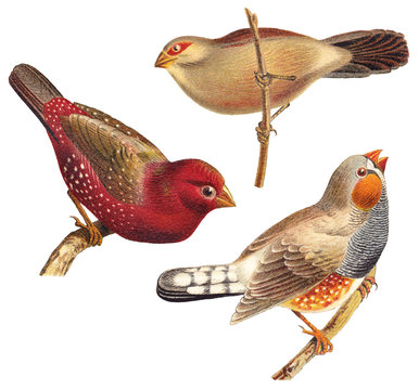 Bird collection - Red Munia (Amandava amandava), Black rumped Waxbill (Estrilda troglodytes), Zebra Finch (Taeniopygia guttata) / vintage illustration 