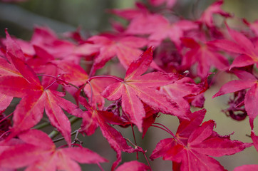 Close up of maple leaves in late autumn