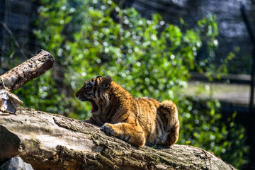 Tiger in the zoo relaxing in the sun