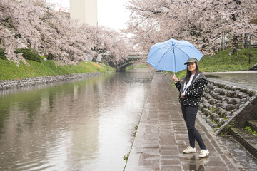 A tourist with Sakura in Rainy day