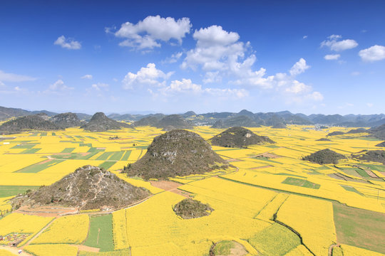 Rapeseed flowers of Luoping in Yunnan China