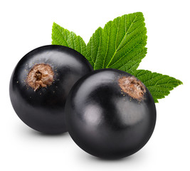 black currant branch