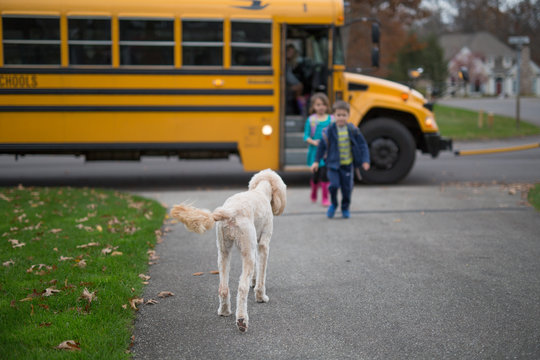 Children and dog greeting each other after getting off bus