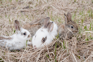 three rabbits in old grass on the farm.
