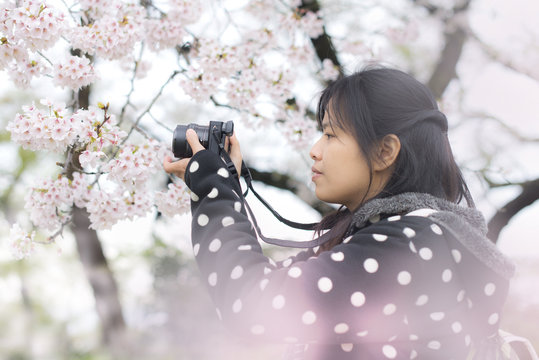 A traveler Sightseeing in Japan Cherry blossom