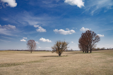 Lonely trees under blue sky