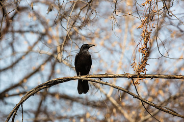Rook, black bird